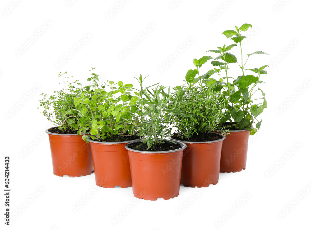 Different aromatic potted herbs on white background Different aromatic potted herbs on white background