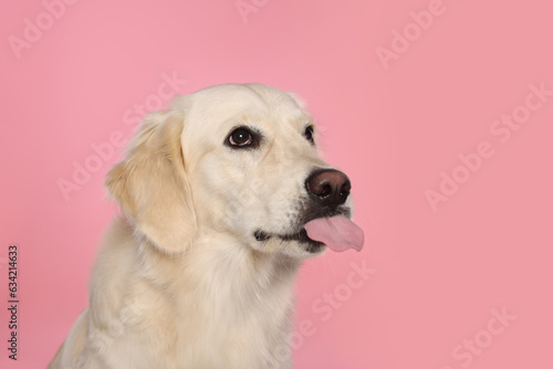 Cute Labrador Retriever showing tongue on pink background, space for text