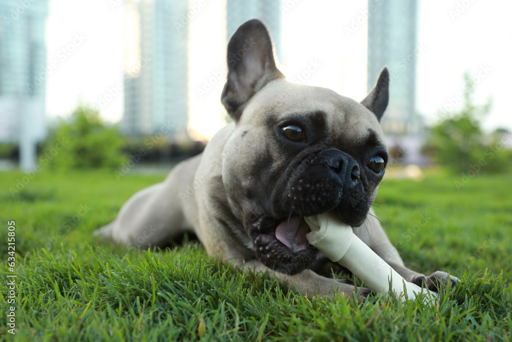Fototapeta premium Cute French bulldog gnawing bone treat on green grass outdoors. Lovely pet