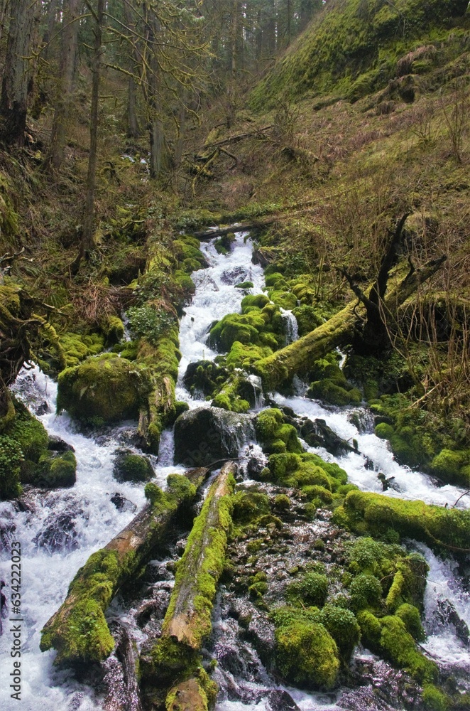 Water flowing and bubbling around moss covered logs and rocks in the Wahkeena Spring, flowing through a temperate rainforest full of lush foliage. 