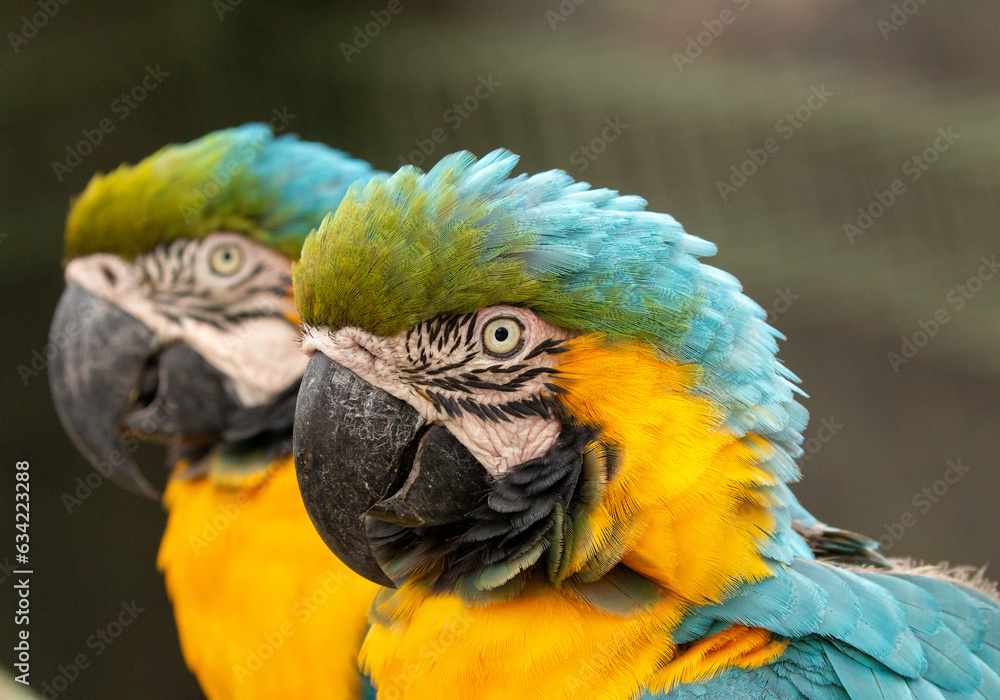 close up of ara arauna macaw in bolivia