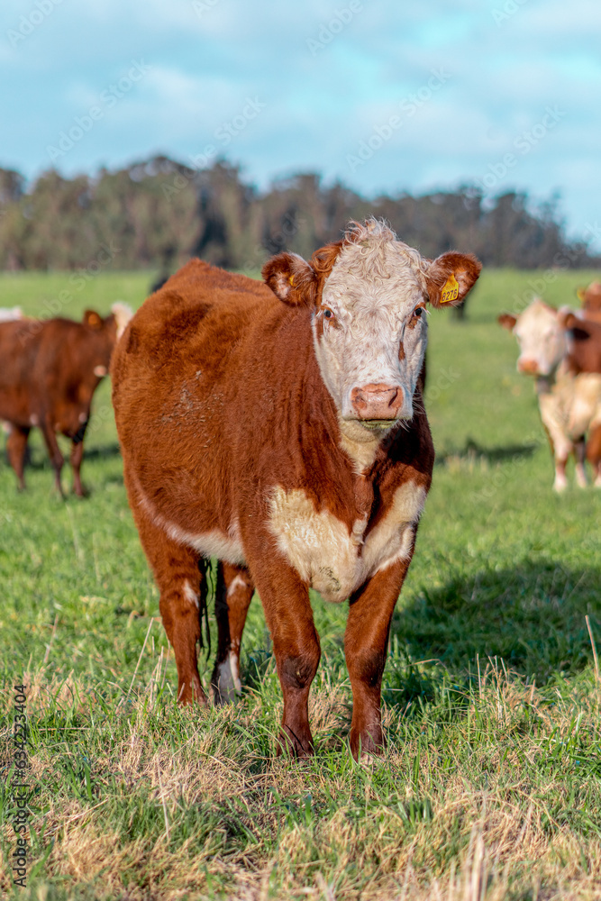 Cow in a Field in Uruguay