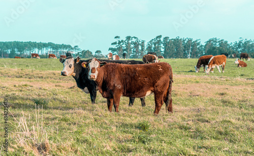 Cow in a Field in Uruguay © Sergio Arteaga