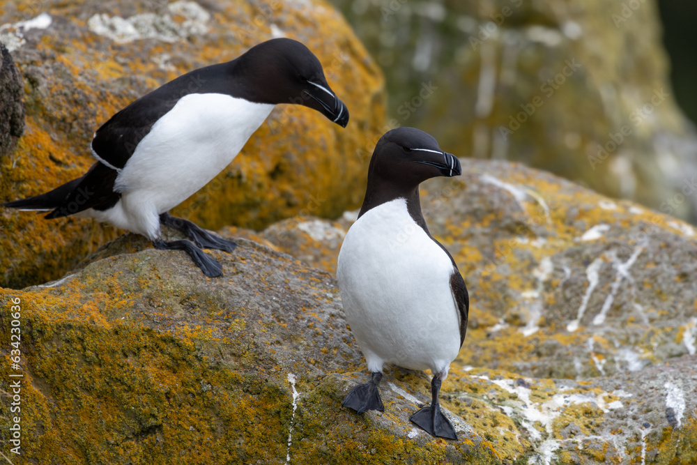 Naklejka premium Two razorbills standing on the cliff