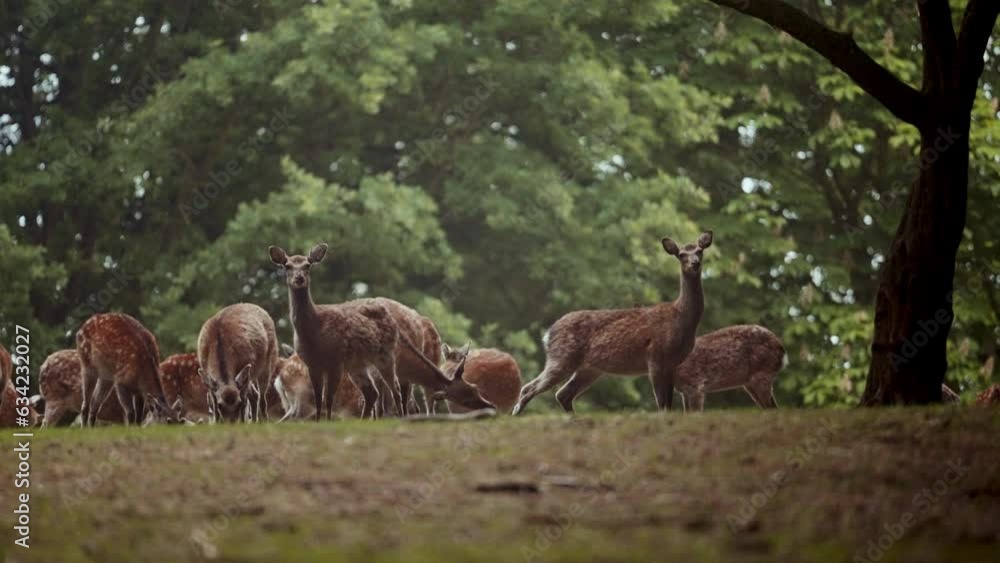 Herd Of Graceful Deer Grazing On Green Grass Herd Of Graceful Deer Grazing On Green Grass
