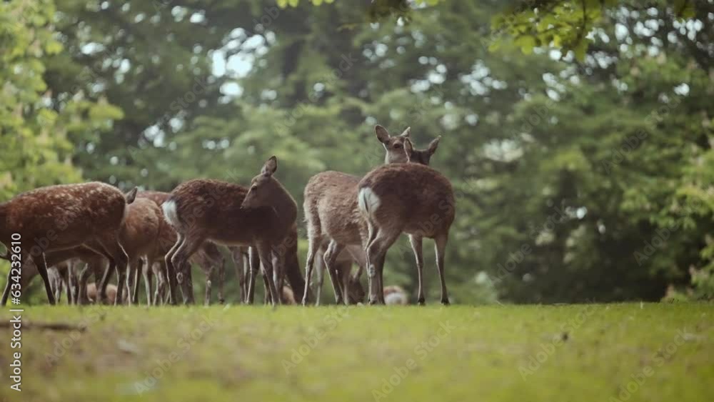 Herd Of Deer Grazing And Walking On Lush Green Grass Herd Of Deer Grazing And Walking On Lush Green Grass