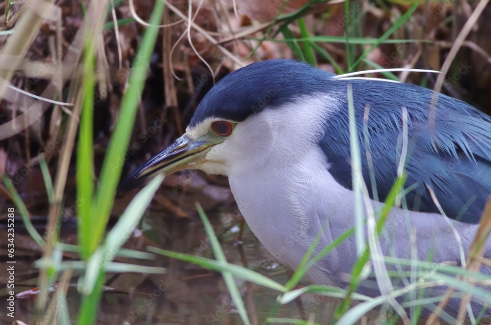 Goisagi, Black-crowned night heron (Nycticorax nycticorax), Birds classified in the order Pelicans, family Egretidae, genus of of herons