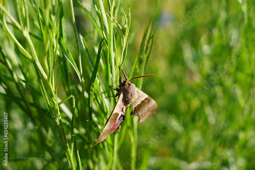 Pachysphinx Modesta, the Modest Sphinx moth hanging out in the flower garden. photo