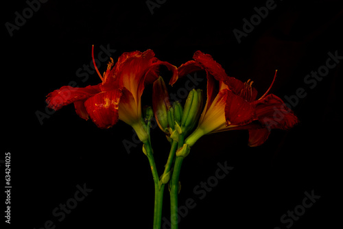 Two dark red lilies on a black background. moody flora