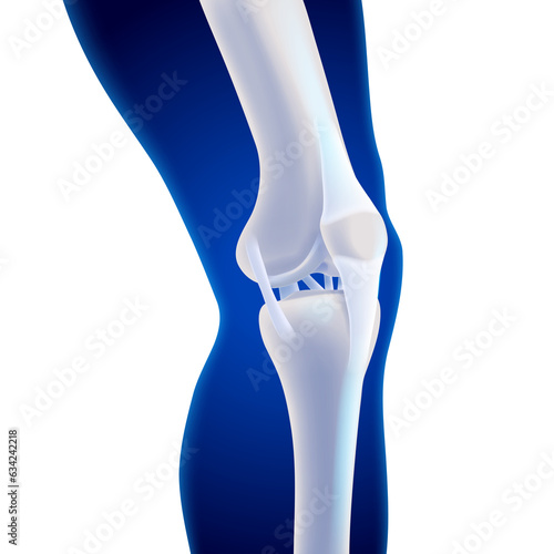 Konstfotografi 3D illustration of the inner knee bone showing the ligaments attached to the bone