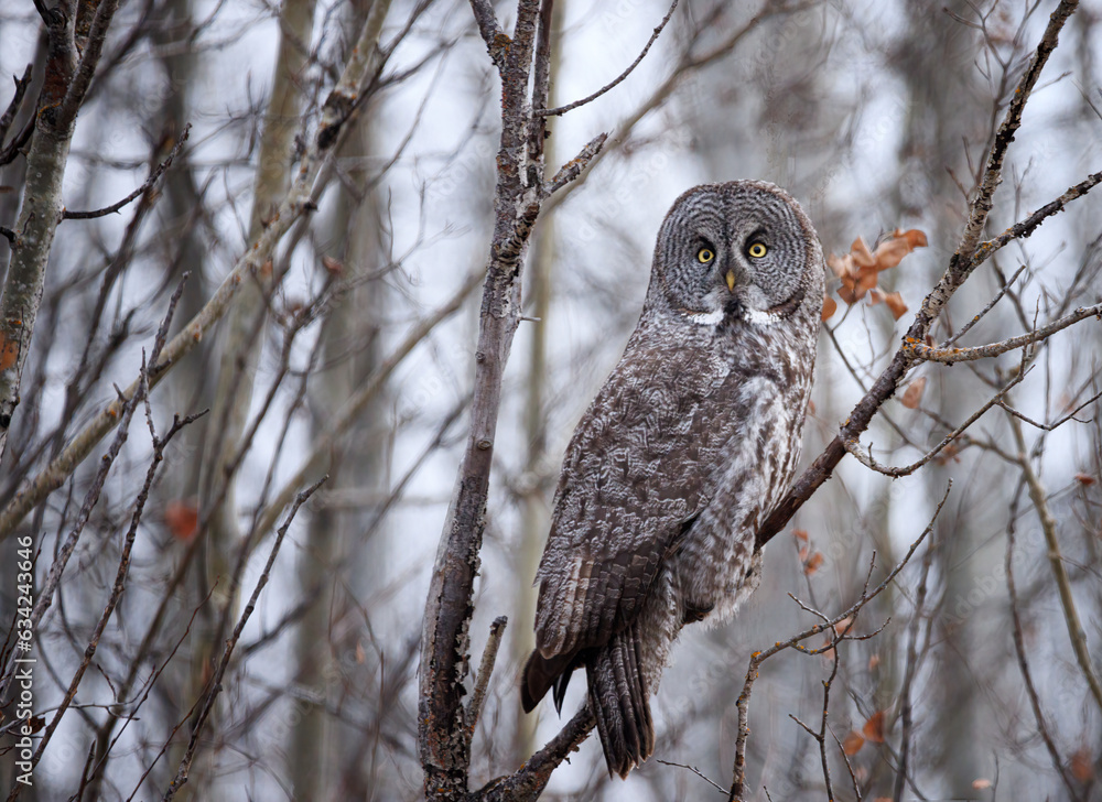 great gray owl in a tree great gray owl in a tree