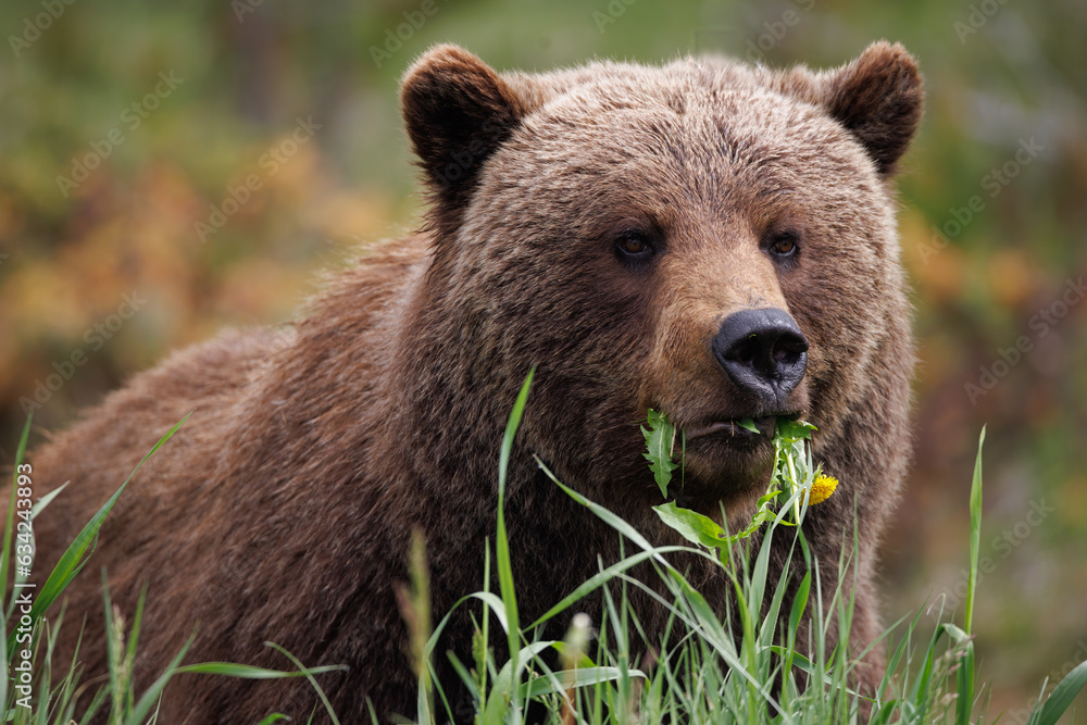 brown bear eating grass at the edge of the forest