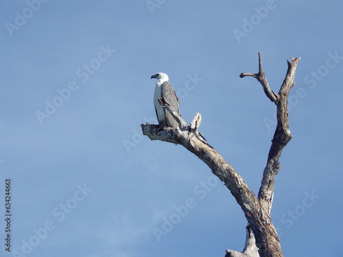 Eagle