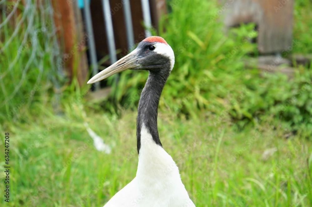 Tancho Crane of Akan International Crane Center