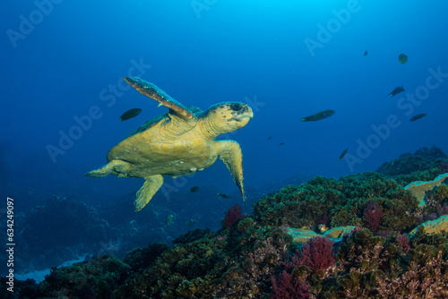 Green Turtle