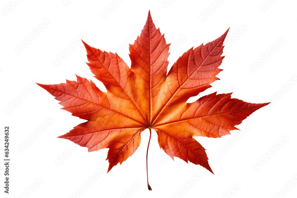 Autumn maple leaf isolated on white transparent, Fall season, PNG Autumn maple leaf isolated on white transparent, Fall season, PNG
