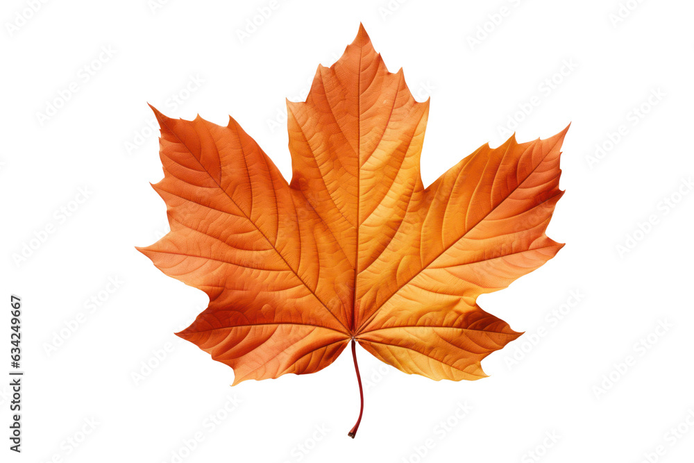 Autumn maple leaf isolated on white transparent, Fall season, PNG Autumn maple leaf isolated on white transparent, Fall season, PNG