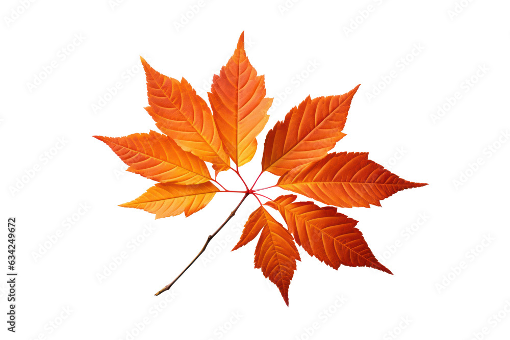 Autumn leaves isolated on white transparent, Fall season, PNG Autumn leaves isolated on white transparent, Fall season, PNG
