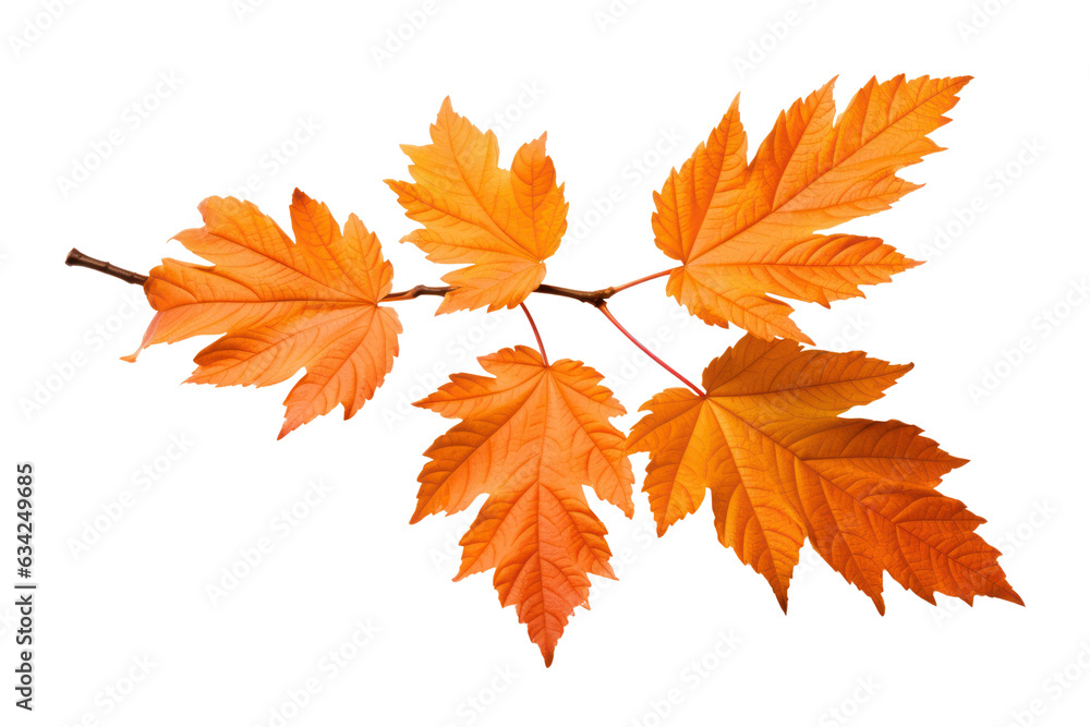Autumn maple leaves isolated on white transparent, Fall season, PNG Autumn maple leaves isolated on white transparent, Fall season, PNG