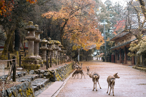Obraz na płótnie Nara Deer Park and autumn temple street in Japan w salonie