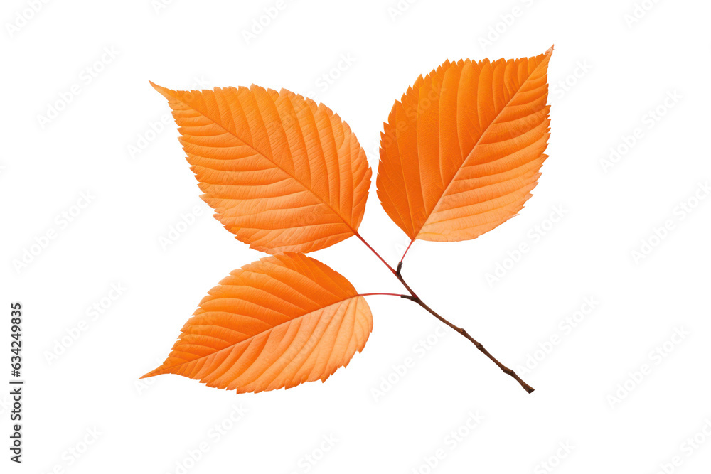 Autumn leaves isolated on white transparent, Fall season, PNG Autumn leaves isolated on white transparent, Fall season, PNG