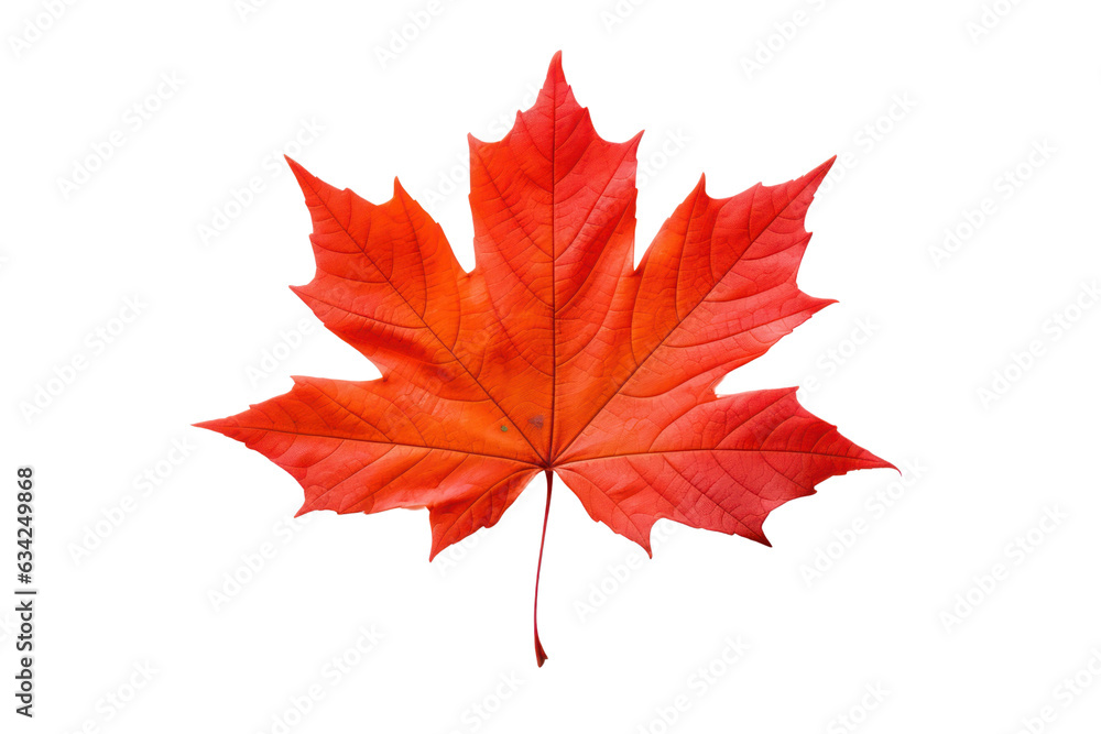 Autumn maple leaf isolated on white transparent, Fall season, PNG Autumn maple leaf isolated on white transparent, Fall season, PNG