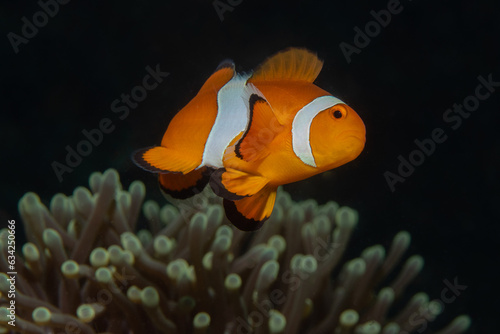 Ocellaris clownfish
