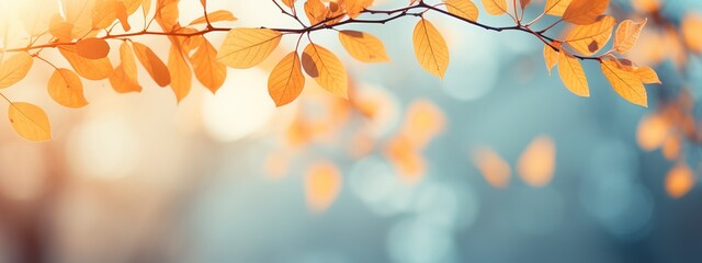 Beautiful yellow red and orange leaves in an autumn park on a br