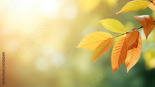 autumn abstract background  elm branch with yellow leaves on a background with a copy  space  october sky