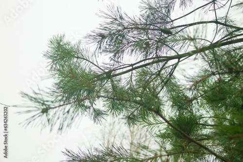 Coniferous plant with green needles with a bright sky in a background