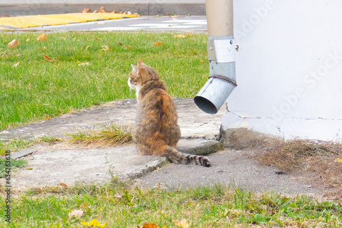Stray cute single cat sitting on the corner of a white house