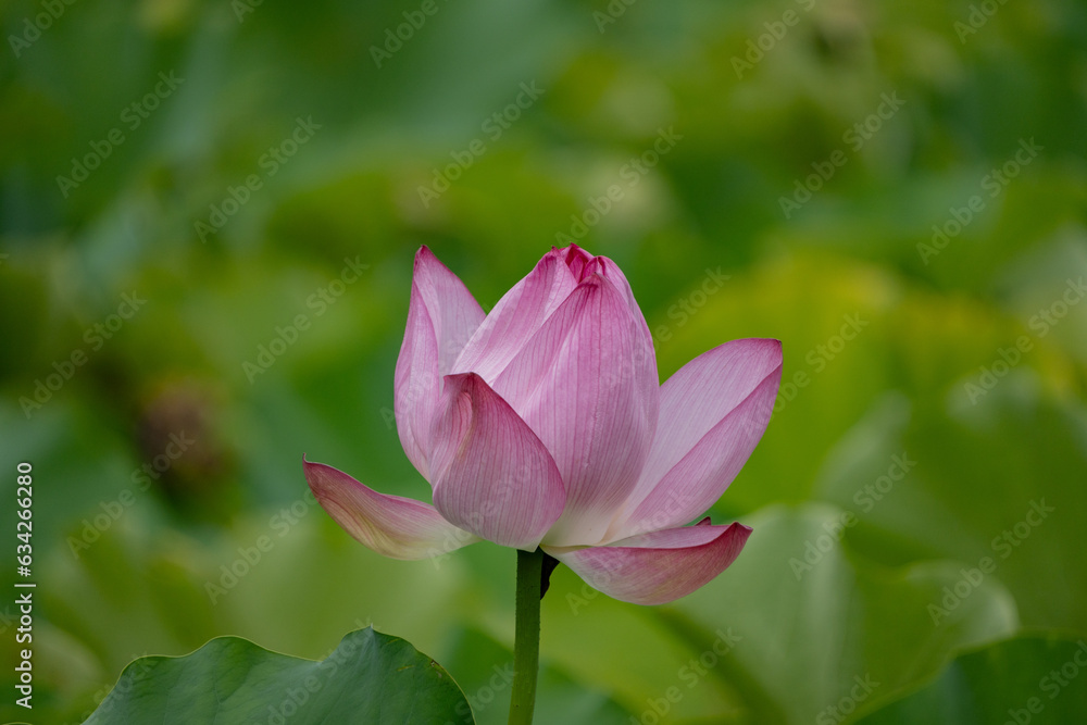 夏の不忍池