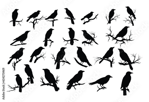 crows on tree branch silhouette