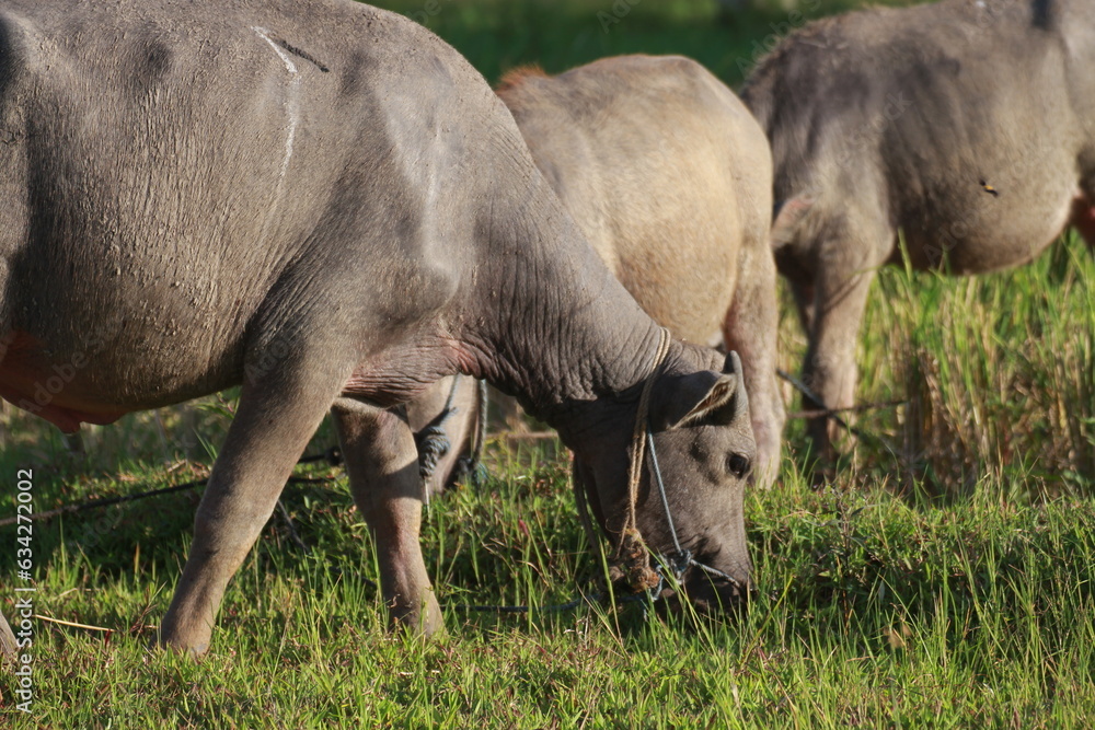 Mammal animal, indonesian buffalo in grass field Mammal animal, indonesian buffalo in grass field