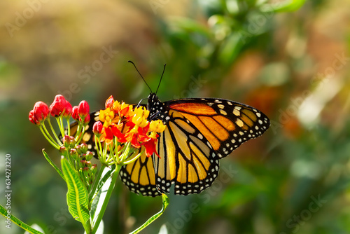 Monarch Butterfly on Tropical Milkweed Flowers © V