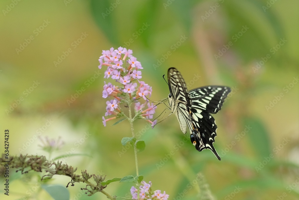 Asian Swallowtail in botanical garden Asian Swallowtail in botanical garden