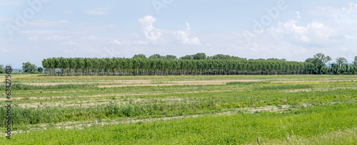 large poplars wood and cultivated fields, near Cona island conservation area, Staranzano, Friuli, Italy photo