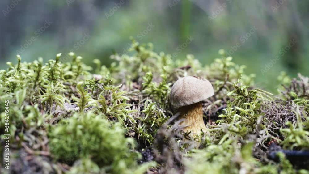 a beautiful mushroom in a forest clearing on a sunny day a beautiful mushroom in a forest clearing on a sunny day