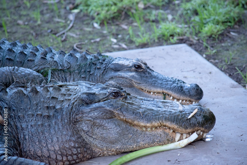 Alligators have a long, rounded snout that has upward facing nostrils at the end. Alligators have a long, rounded snout that has upward facing nostrils at the end.