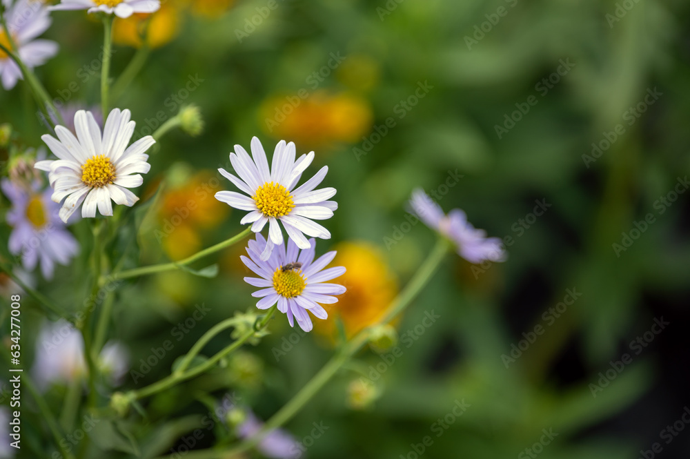 Wildflower shasta daisy closeup green bokeh garden background Wildflower shasta daisy closeup green bokeh garden background