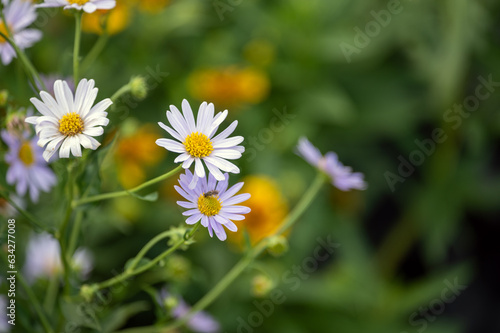 Wildflower shasta daisy closeup green bokeh garden background