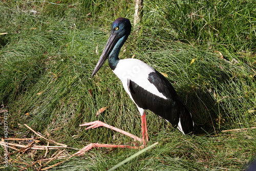 The Jabiru or black necked stork is a black-and-white waterbird stands an impressive 1.3m tall and has a wingspan of around 2m. The head and neck are black with an iridescent green and purple sheen. photo