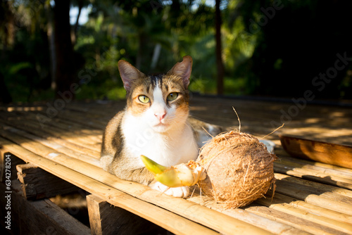 Sticker A cat sitting relaxed next to a coconut.