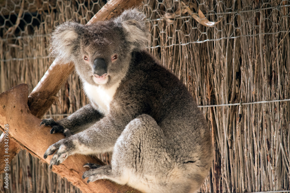 Fototapeta premium this is a close up of a koala climbing up a tree