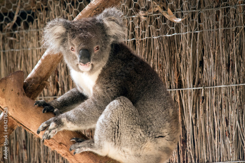 Fototapeta Naklejka Na Ścianę i Meble -  this is a close up of a koala climbing up a tree
