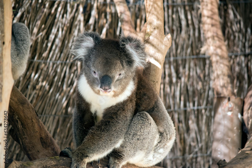 the koala is is walking along a tree branch