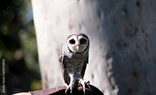 The lesser sooty owl is a dark sooty-grey in color, with large eyes in a grey face, fine white spotting above and below, and a pale belly. photo