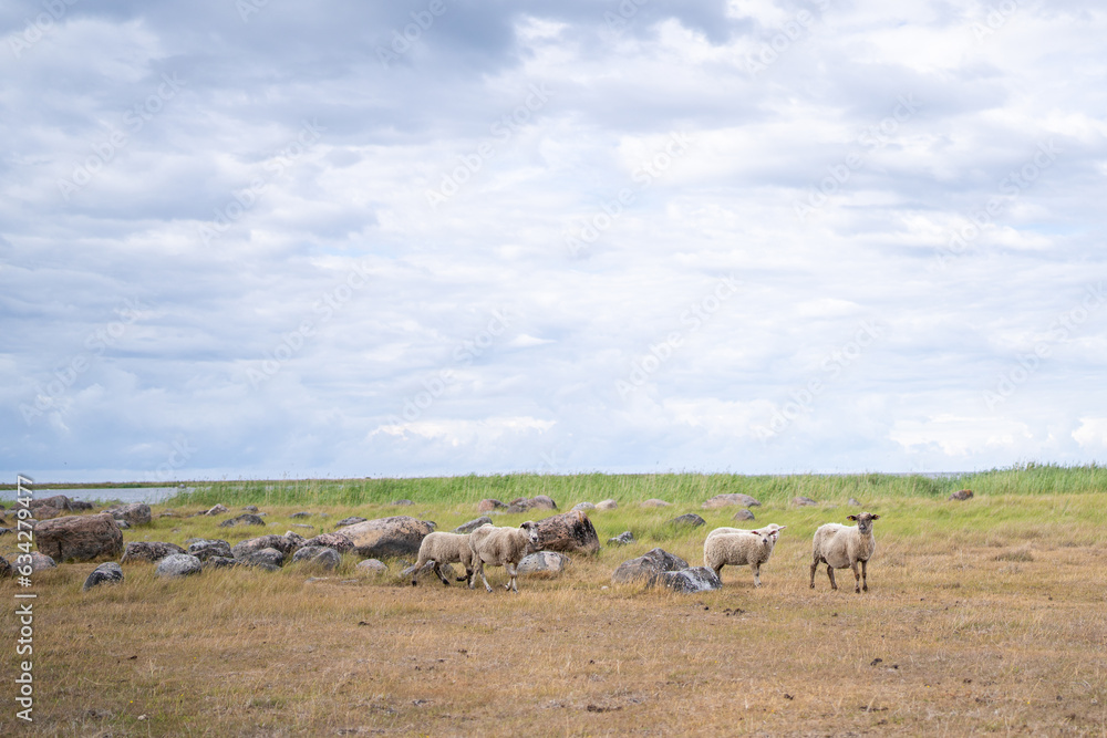 Flock oOf sheep in coastal landscape on the isle. UNESCO biosphere area. Flock oOf sheep in coastal landscape on the isle. UNESCO biosphere area.