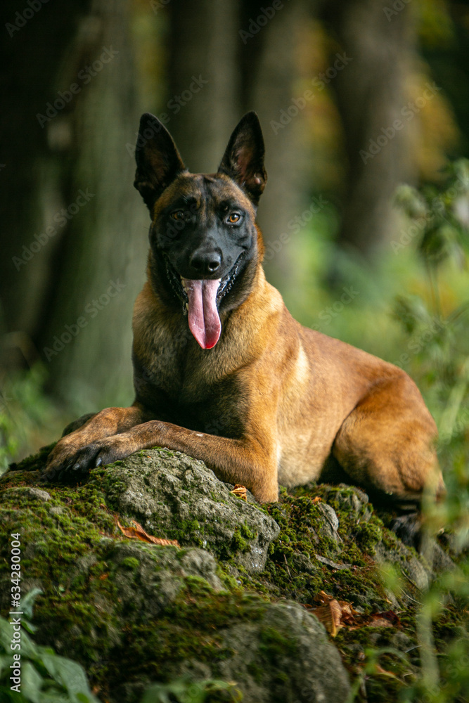 Belgian Shepherd in the autumn park beautiful dogs Belgian Shepherd in the autumn park beautiful dogs