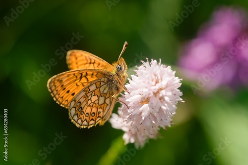 The beautiful ocellate bog fritillary sitting on a pink flower. Proclossiana eunomia photo